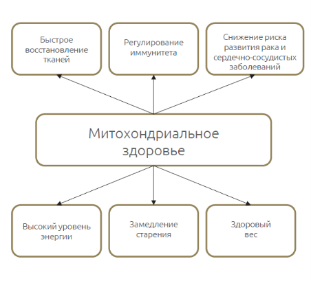 mito1